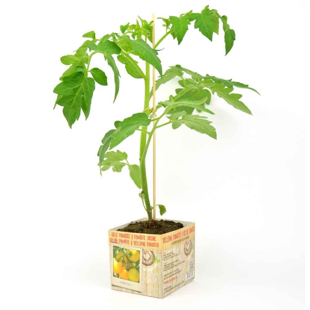 Image de Tomate jaune 10cm + boite