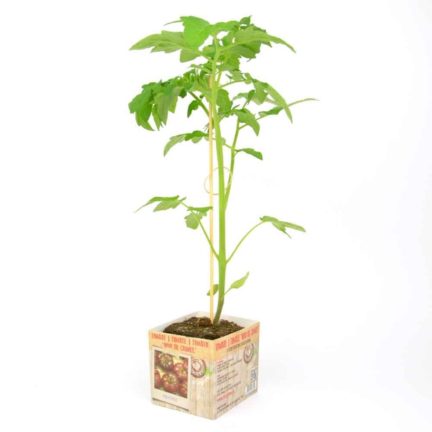 Image de Tomate Noir de Crimée 10cm + boite