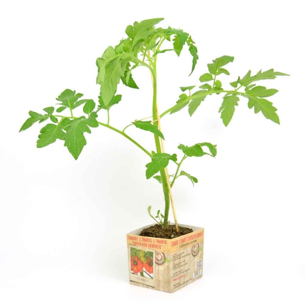 Image de Tomate Costoluto Genovese 10cm + boite