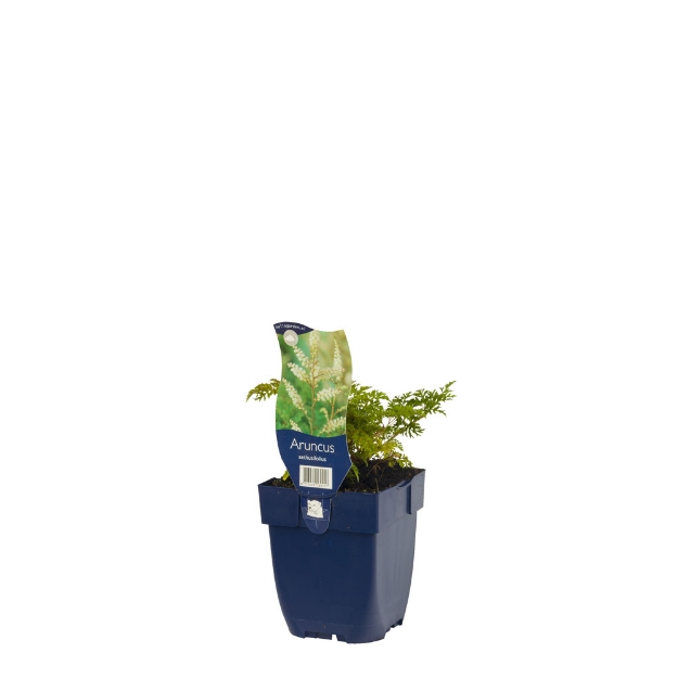 Image de Aruncus aethusifolius - pot de 11 cm.