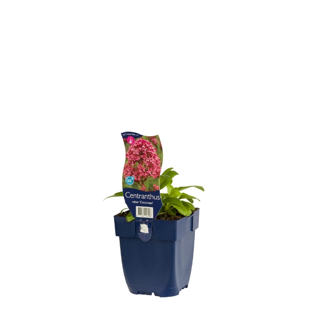 Image de Centranthus ruber 'Coccineus' - pot de 11 cm.