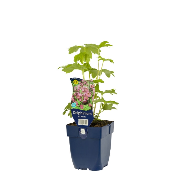 Image de Delphinium (P) 'Astolat' - pot de 11 cm.