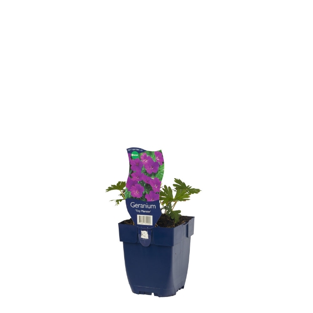 Image de Geranium sang. 'Tiny Monster' - pot de 11 cm.