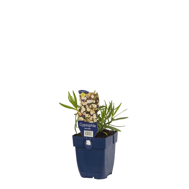 Image de Gypsophila paniculata - pot de 11 cm.