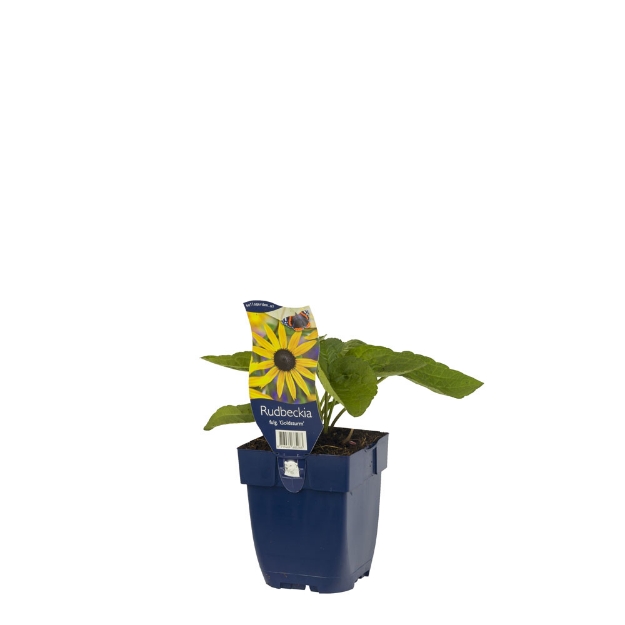 Image de Rudbeckia fulg. 'Goldsturm' - pot de 11 cm.