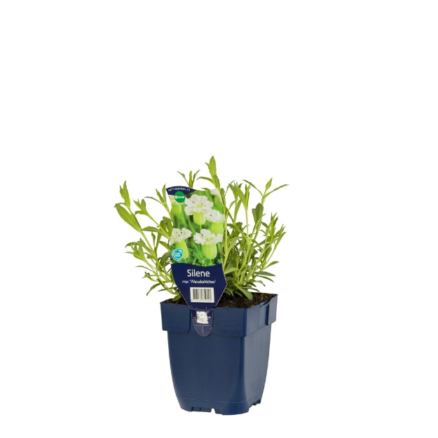 Image de Silene mar. 'Weisskehlchen' - pot de 11 cm.