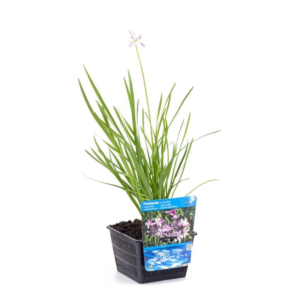 Image de Thulbachia violance Pot 18cm