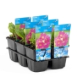 Image de Primula japonica Appleblossom Pot 9cm