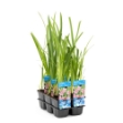 Image de Schizostylis coc. 'Mrs. Hegarty' Pot 9cm