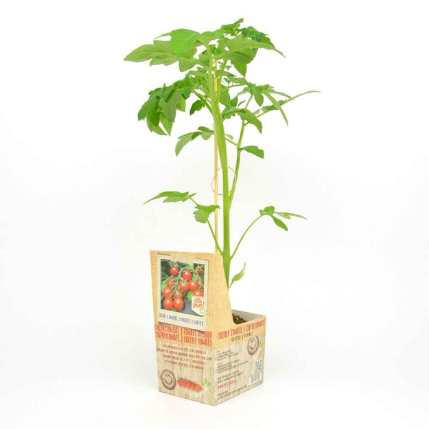 Image de Tomate aperitif greffée 10cm + boite