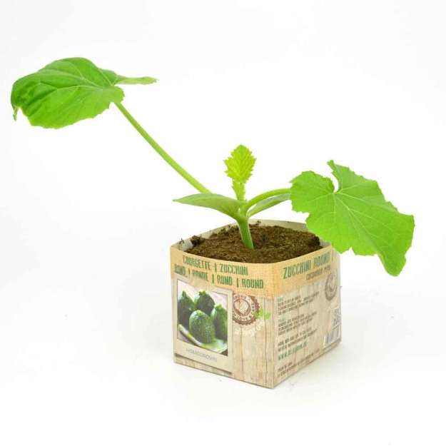 Image de Courgette ronde 10cm + boite