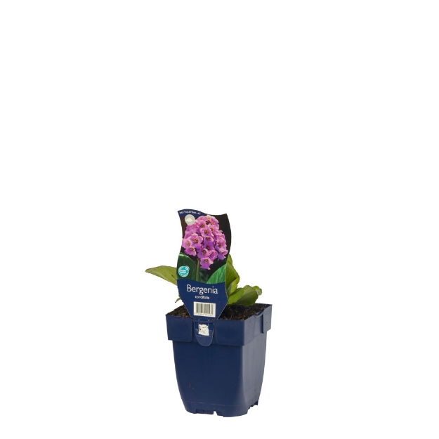 Image de Bergenia cordifolia - pot de 11 cm.