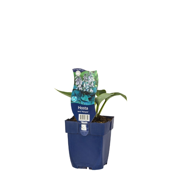 Image de Hosta tardiana 'Halcyon' - pot de 11 cm.