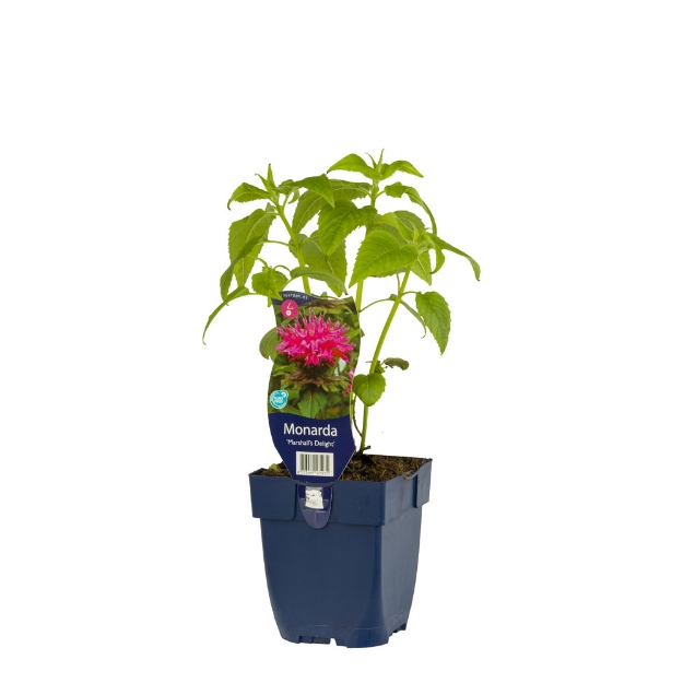 Image de Monarda 'Marshall's Delight' - pot de 11 cm.