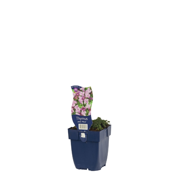 Image de Thymus praecox 'Minor' - pot de 11 cm.