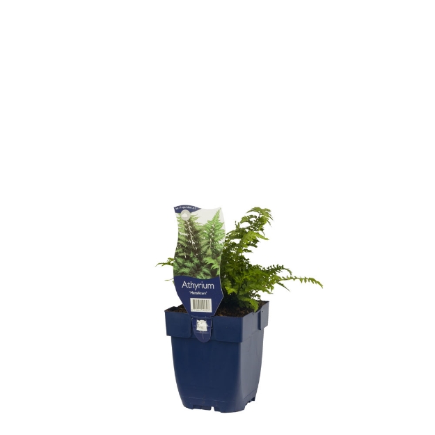 Image de Athyrium 'Metallicum' - pot de 11 cm.