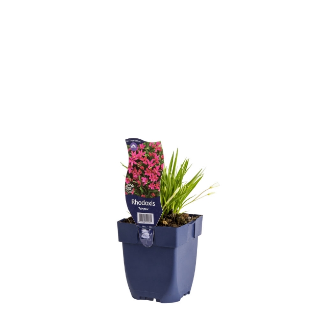 Image de Rhodoxis 'Fairytale' - pot de 11 cm.