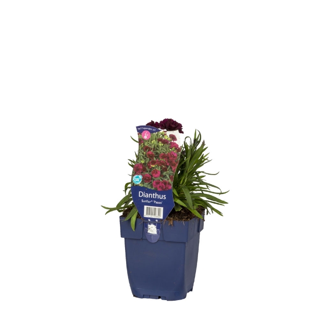 Image de Dianthus Sunflor Paseo - pot de 11 cm.