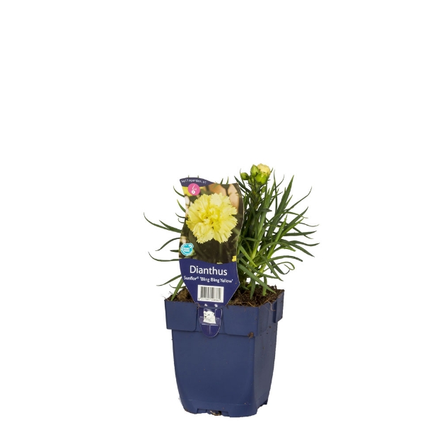 Image de Dianthus Sunflor Yellow Bling Bling - pot de 11 cm.