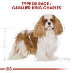 Image de BHN Cavalier KC Adult 7,5kg