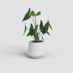 Image de CACHE-POT AURORA 14CM BLANC