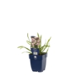 Image de Allium senescens - pot de 11 cm.