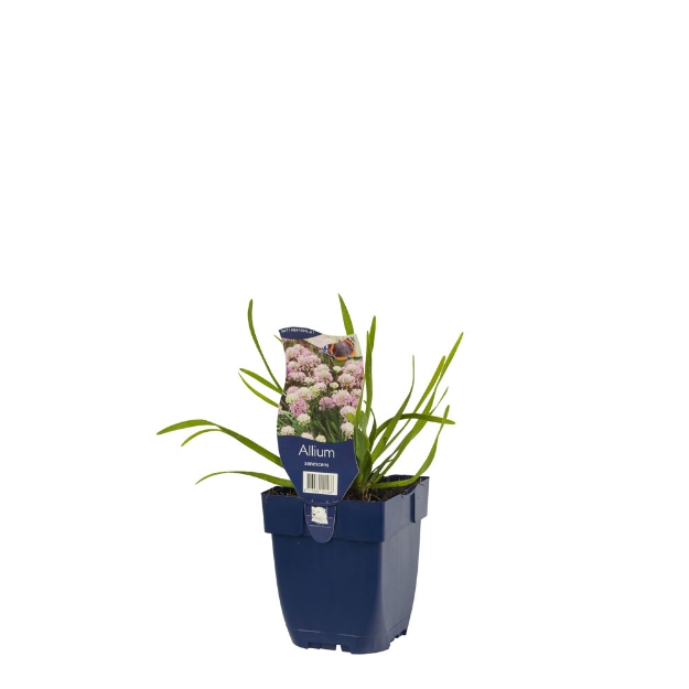 Image de Allium senescens - pot de 11 cm.