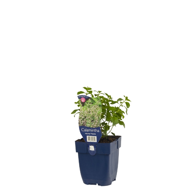 Image de Calamintha nepeta ssp. Nepeta - pot de 11 cm.