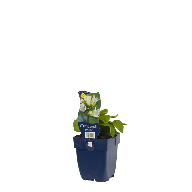 Image de Campanula glom. 'Alba' - pot de 11 cm.
