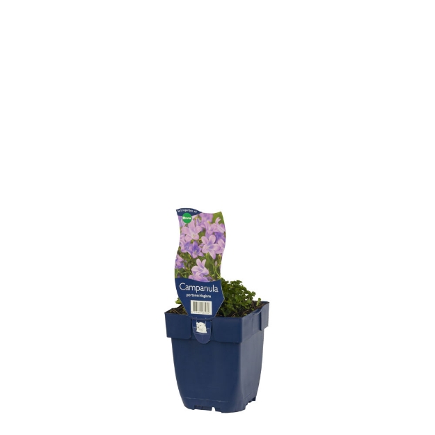 Image de Campanula portenschlagiana - pot de 11 cm.