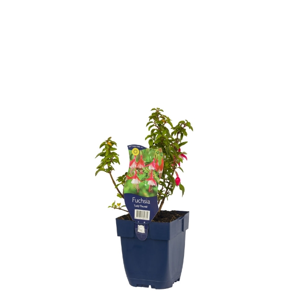 Image de Fuchsia 'Lady Thumb' - pot de 11 cm.