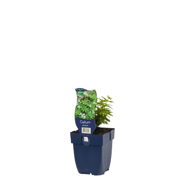 Image de Galium odoratum - pot de 11 cm.