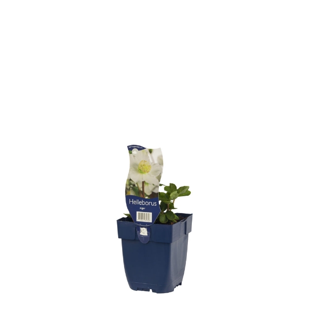 Image de Helleborus niger - pot de 11 cm.