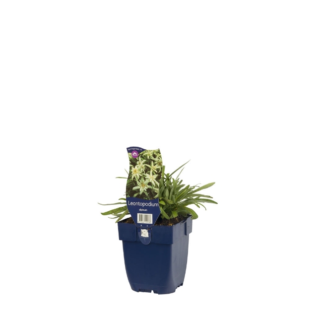 Image de Leontopodium alpinum - pot de 11 cm.
