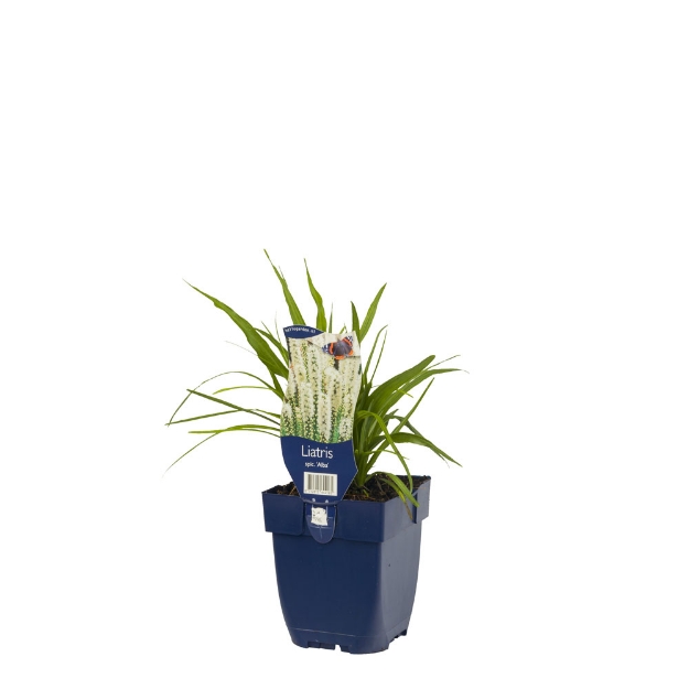 Image de Liatris spicata 'Alba' - pot de 11 cm.