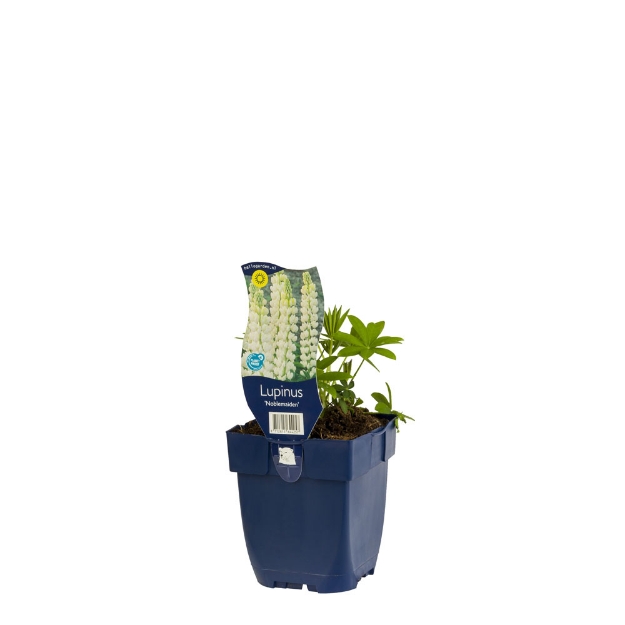 Image de Lupinus 'Noblemaiden' - pot de 11 cm.