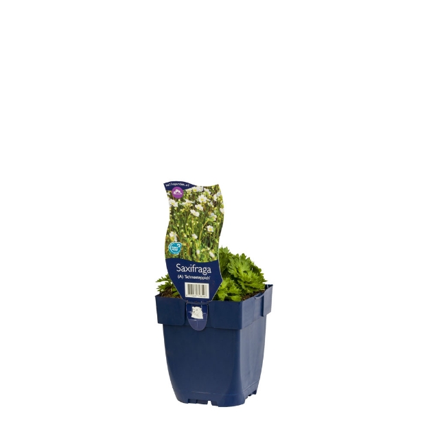 Image de Saxifraga (A) 'Schneeteppich' - pot de 11 cm.