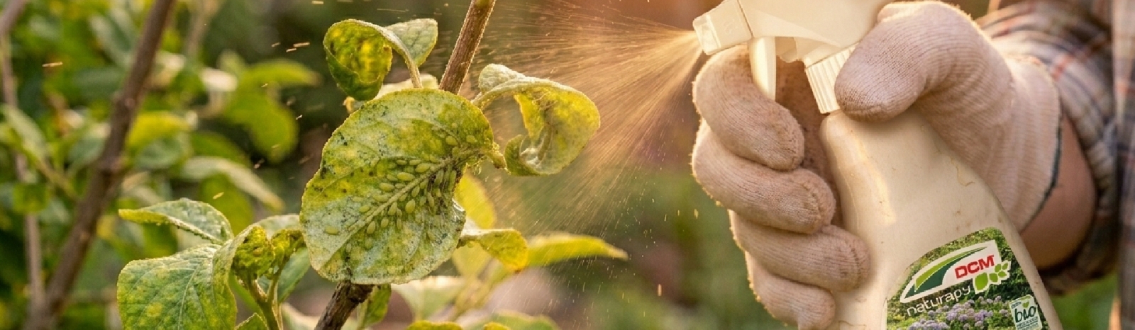 Protéger ses plantes contre les pucerons et insectes parasites
