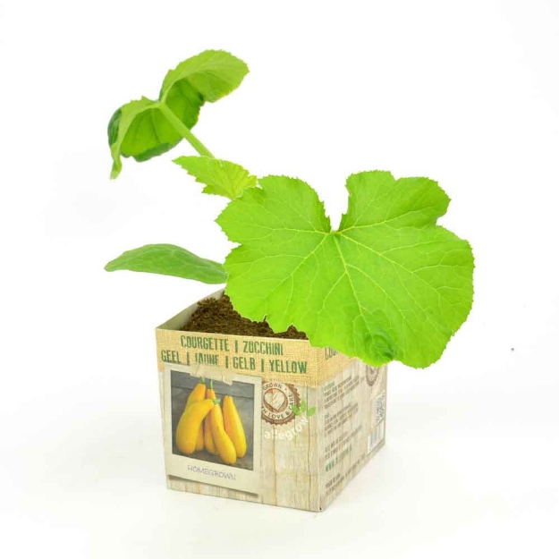 Image de Courgette jaune 10cm + boite
