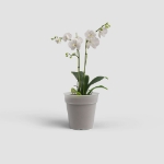 Image de POT CULTURE MADAGASCAR ORCHIDÉE 19CM TRANSPARENT