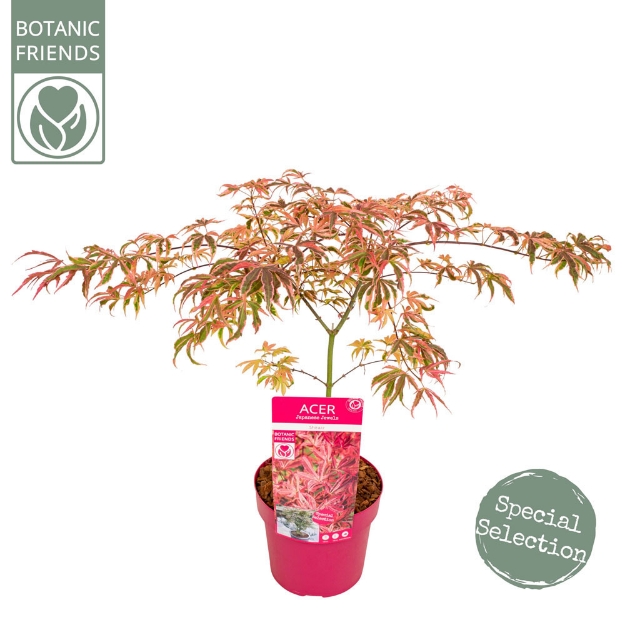Image de Acer palm. 'Shirazz' (PBR)