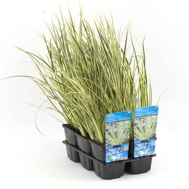 Image de Acorus calamus Gramineus Pot 9cm