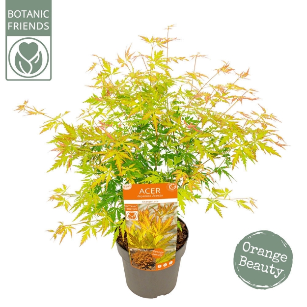 Image de Acer palm. 'Orange Lace' (PBR)