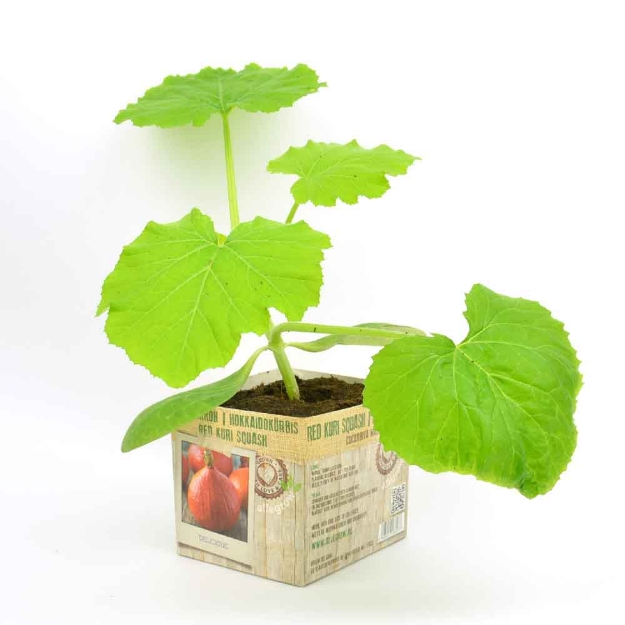 Image de Potimarron 10cm + boite