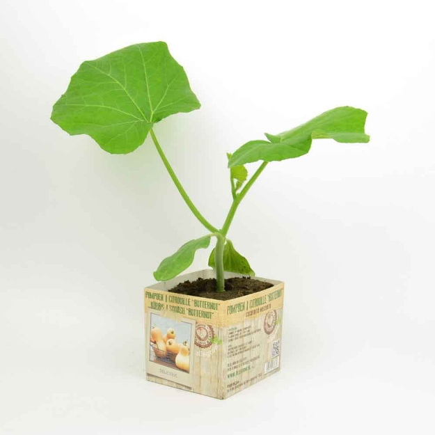 Image de Citrouille butternut 10cm + boite