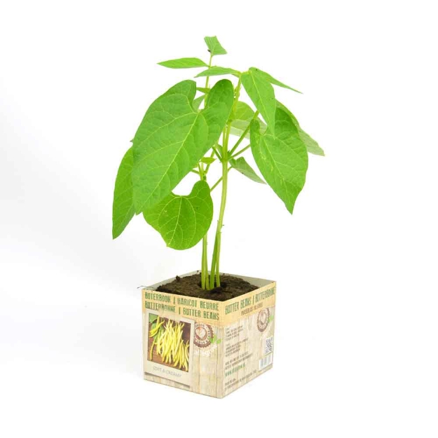 Image de Haricot nain beurre 10cm + boite