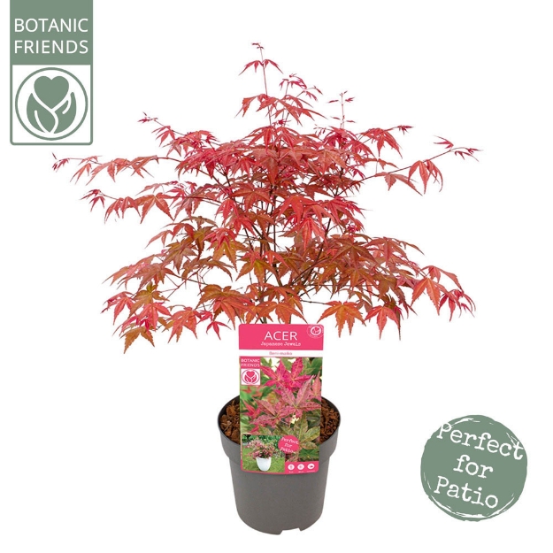 Image de Acer palm. 'Beni-maiko'