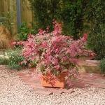 Image de Acer palm. 'Beni-maiko'