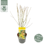 Image de Acer palm. 'Orange Dream'