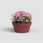 Image de COUPE CAPRI 30CM ROUGE FONCÉ